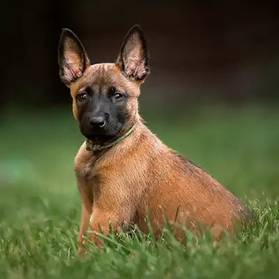 belgian-malinois_2