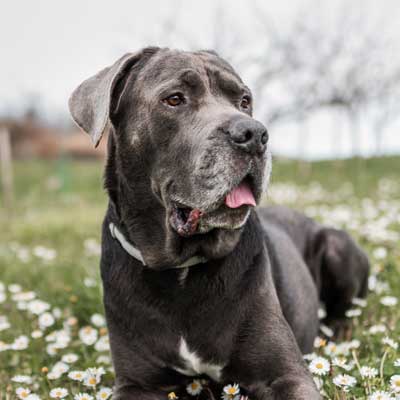 beautiful-old-cane-corso-known-little