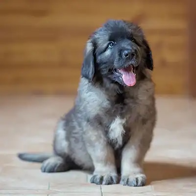 leonberger_2