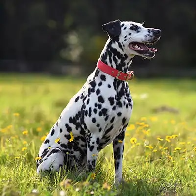 dalmatian_1
