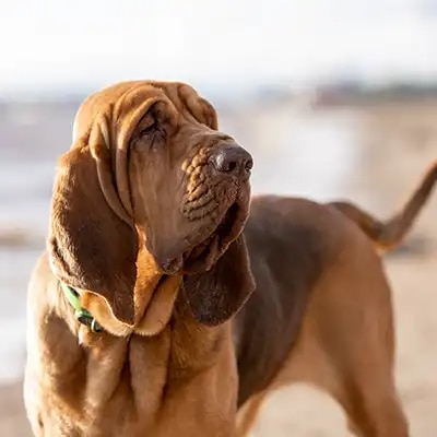 bloodhound_3