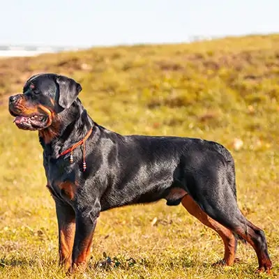rottweiler_1