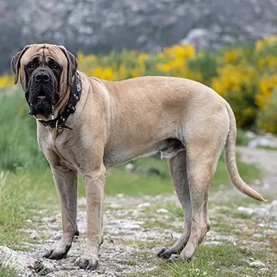 english-mastiff_1
