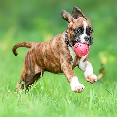 boxer_2
