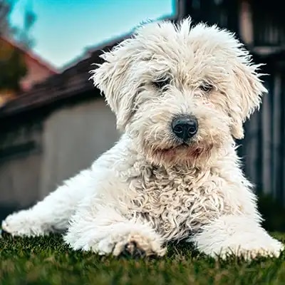 komondor_2