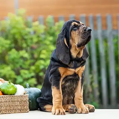 bloodhound_2