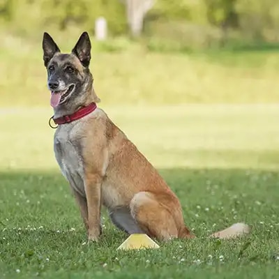 belgian-malinois_3