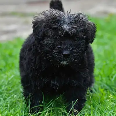 genedit_bouvier-des-flandres_2