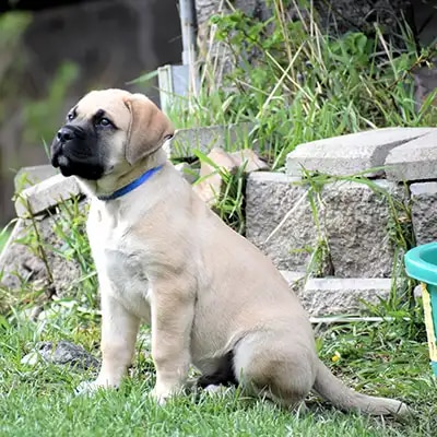 english-mastiff_2