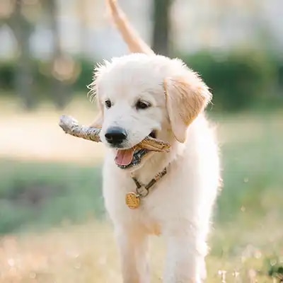 golden-retriever_2