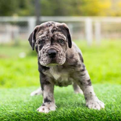 selective-focus-cute-little-black-brown