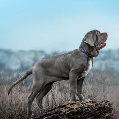 male-neapolitan-mastiff-posing-front-camera