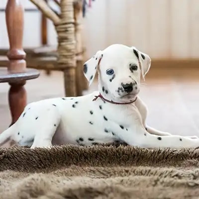 dalmatian_2