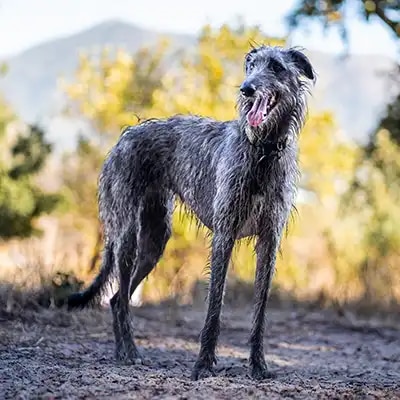 Scottish-deerhound_1