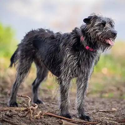 irish-wolfhound_1