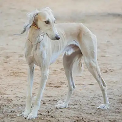 2514277145_saluki_1