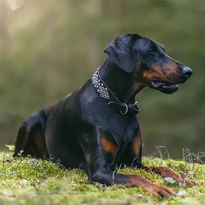 doberman_3
