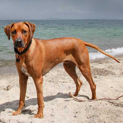 alert-rhodesian-ridgeback-dog-on-beach