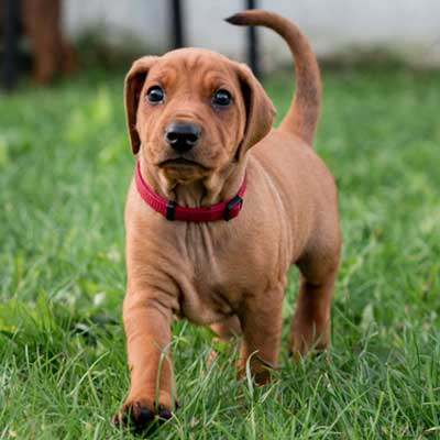 closeup-rhodesian-ridgeback-puppy-walking-green
