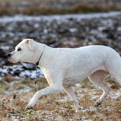 white-dogo-argentino-running-snowy-field