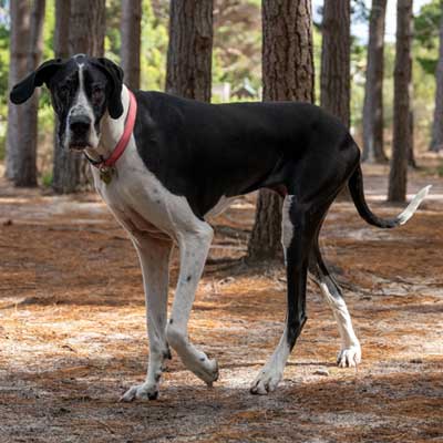 great-dane-standing-sunlit-forest-clearing