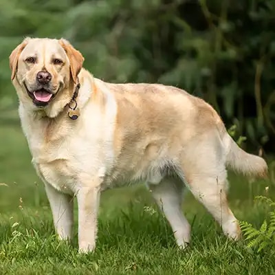 goldador_3