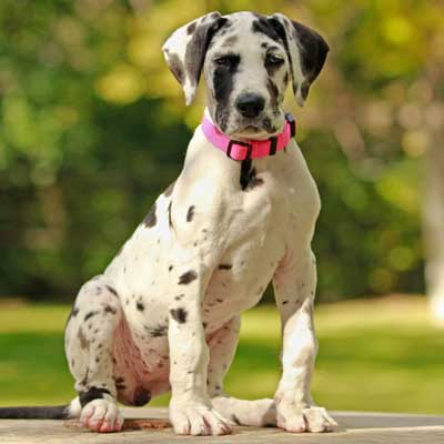 great-dane-puppy-park