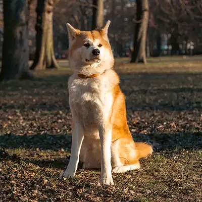 akita_3