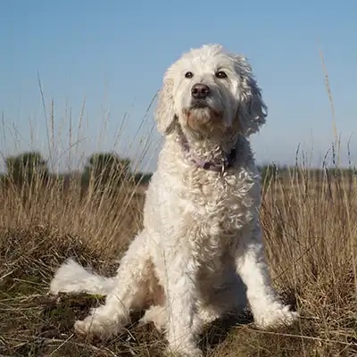 labradoodle_3