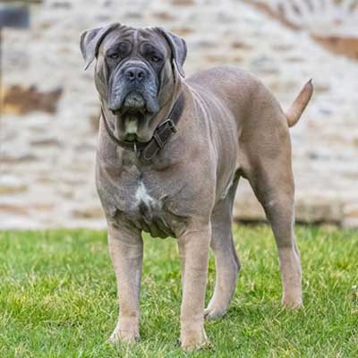 dog-cane-corso-burgundy-guards-house