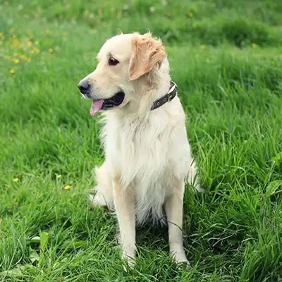golden-retriever_1