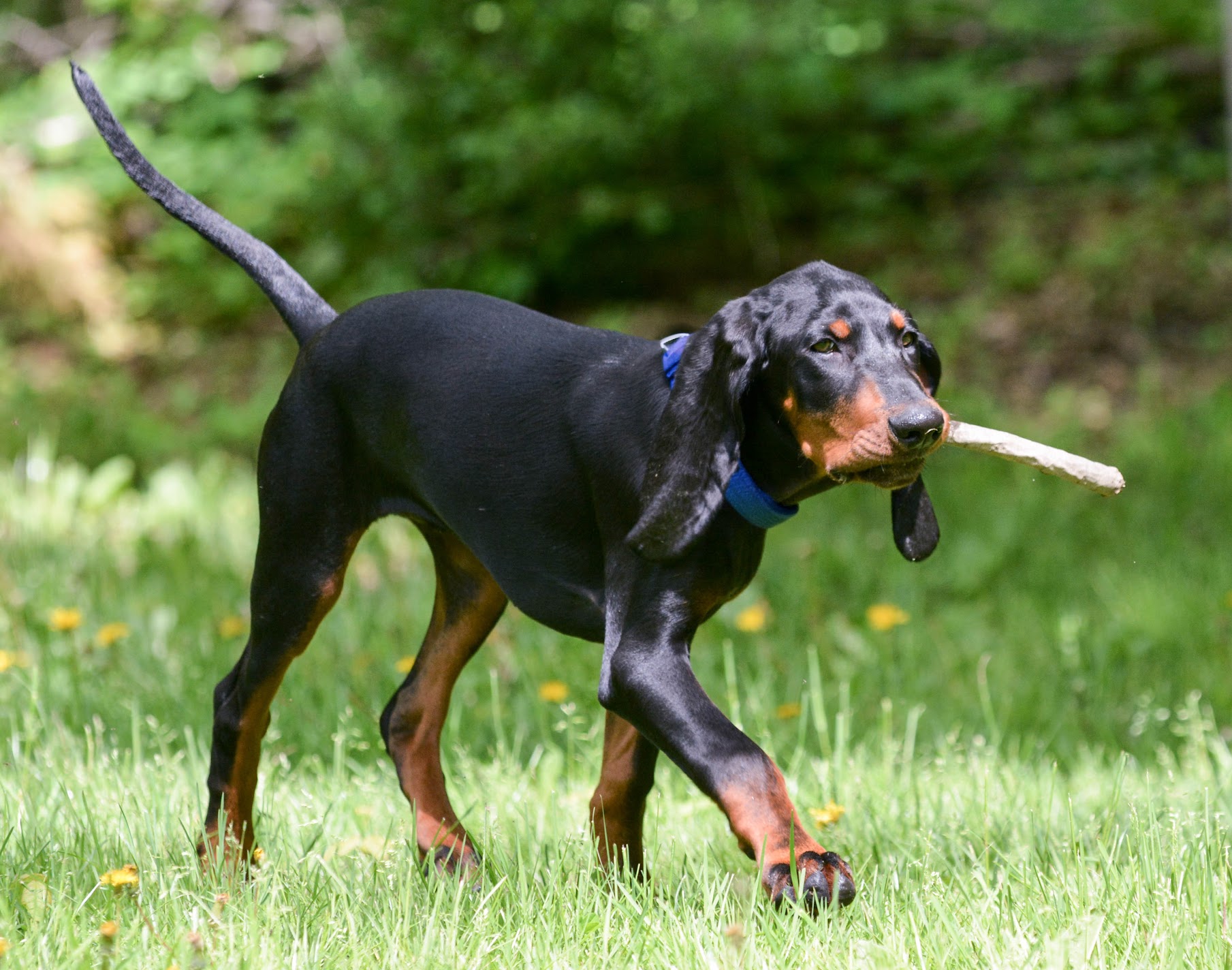 black-tan-coonhound-playing-fetch-stick