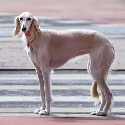saluki_3