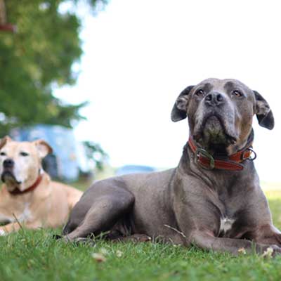 two-pit-bulls-resting-together-garden
