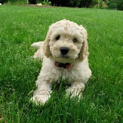 labradoodle_2