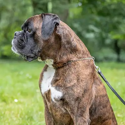 boxer_1