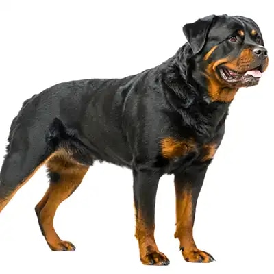 genedit_rottweiler_3