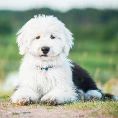 bobtail-puppy-lying-outdoors