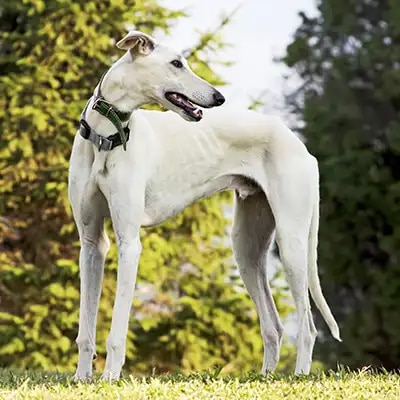 greyhound_3