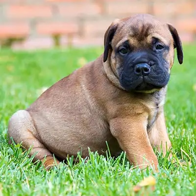 bullmastiff_2