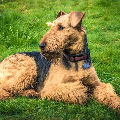 airedale-terrier_3