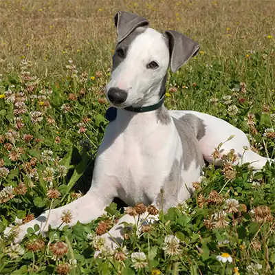 greyhound_2