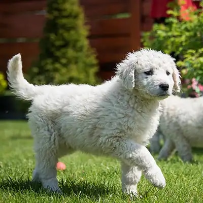 genedit_kuvasz_2
