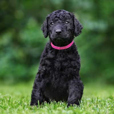 curly-coated-retriever-puppy-posing-outdoors
