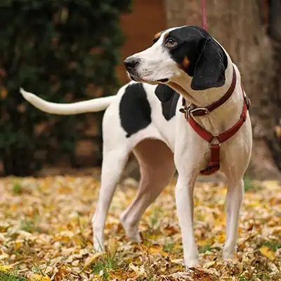 treeing-walker-coonhound_1