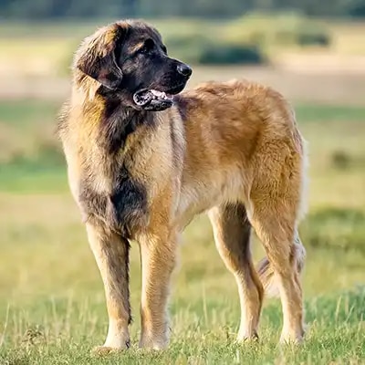 genedit_leonberger_1