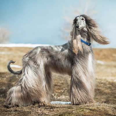 afghan-hound-portrait