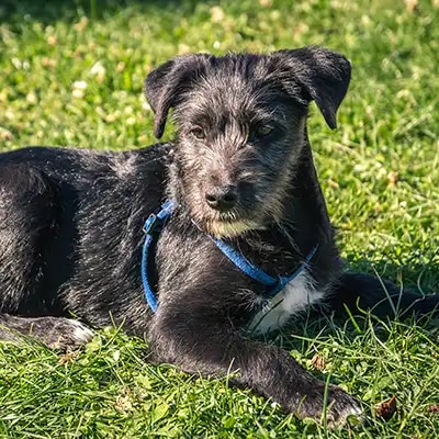 irish-wolfhound_2