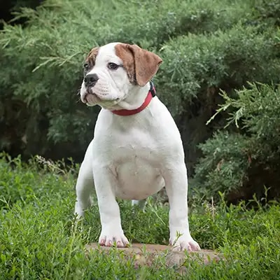 american-bulldog_2