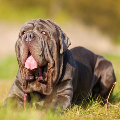 portrait-neopolitan-mastiff-dog-outdoors-on